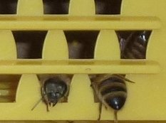 Bierne smyger sig gennem pollenfældens huller