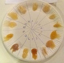 Smagsprøver af de 14 honninger